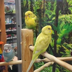 Meet your Posher, Dennis